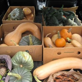 Pumpkin Harvest Time Image